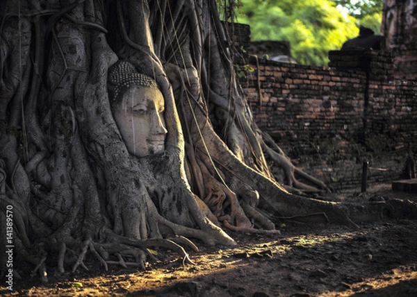 Fototapeta Ancient Buddha in tree roots