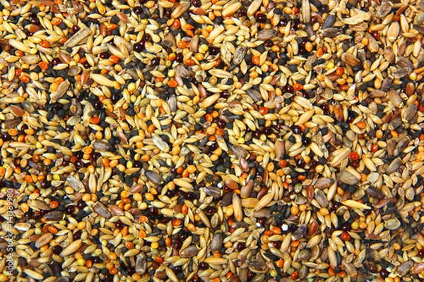 Obraz fodder for birds background