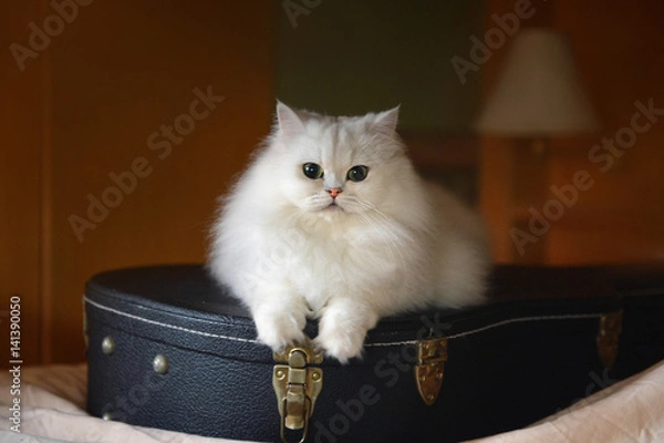 Fototapeta White cat with guitar