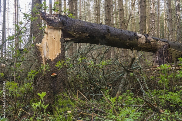 Fototapeta Fallen tree in the coniferous forest