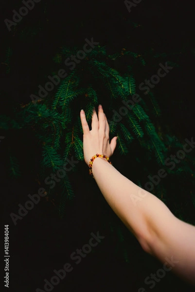 Fototapeta A woman's hand with a bracelet gently touches the lush green branches of a fir tree in the dark forest, symbolizing the connection between man and nature.