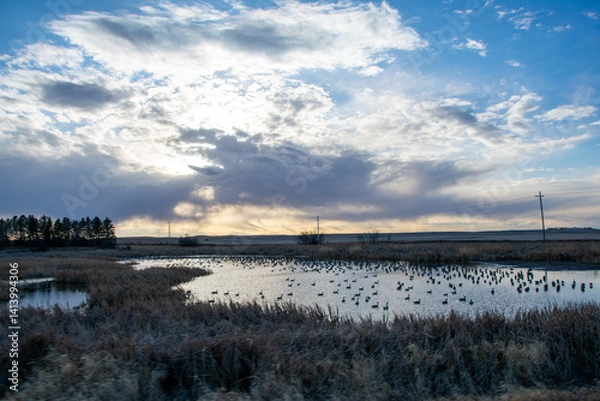 Fototapeta Migrating geese resting on a pond near sunset North Dakota