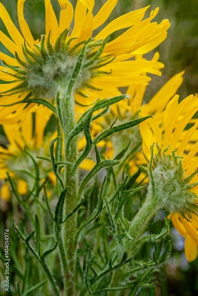 Obraz 493-20 Alpine Sunflower Close-up