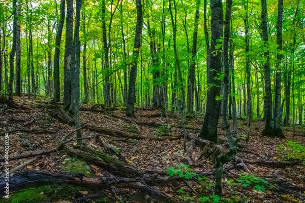 Fototapeta trees in the forest