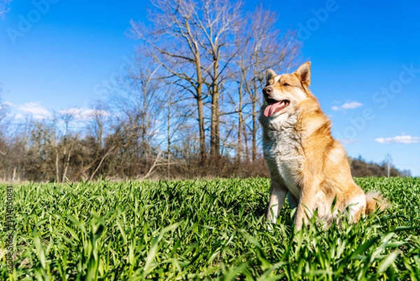 Obraz Dog in summer field on the grass in the sun. Happy dog resting. 