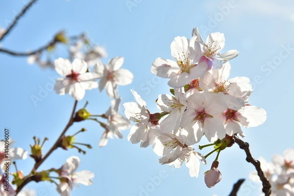 Obraz 2025年　さくら