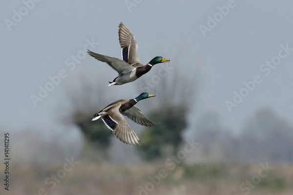 Fototapeta Mallard ducks flying 