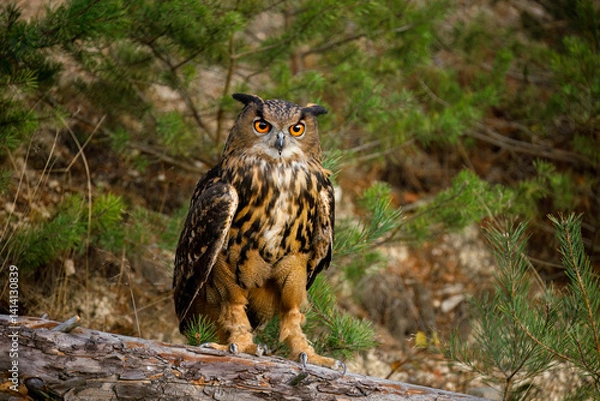 Obraz Owl at sunset. Eurasian eagle owl, Bubo bubo, perched on rotten trunk in pine forest. Beautiful owl with orange eyes and tufts. Wildlife autumn nature. Bird in natural habitat. Pine seedlings.