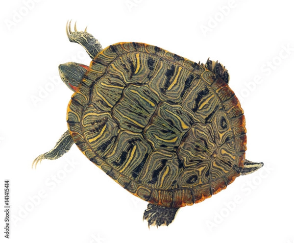Fototapeta The pond slider (Trachemys scripta) is a common, medium-sized semi-aquatic turtle.View from above.  Isolated on white background