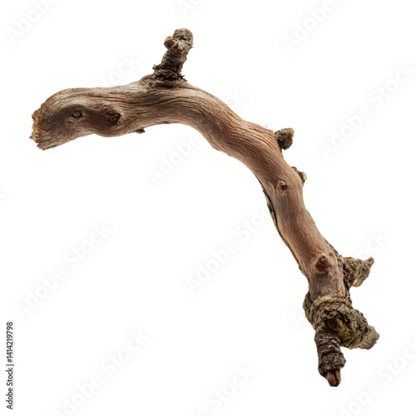 Obraz Isolated oak branch with detailed texture on a transparent backdrop