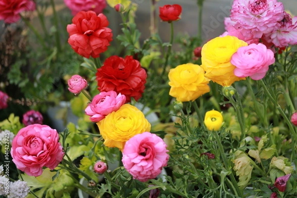 Obraz ラナンキュラスの花