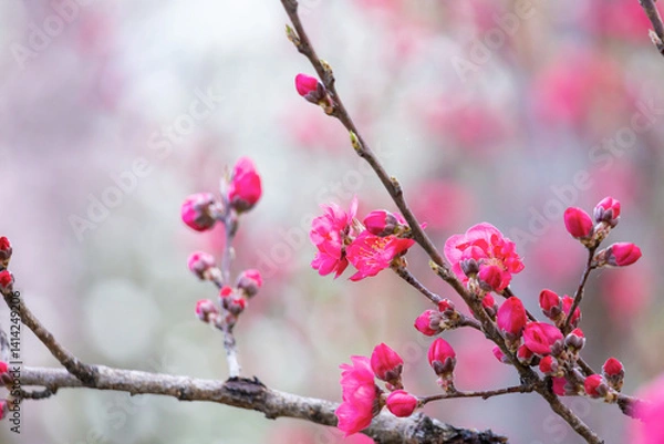 Fototapeta ハナモモの花