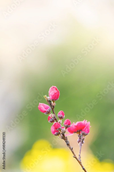 Fototapeta ハナモモの花