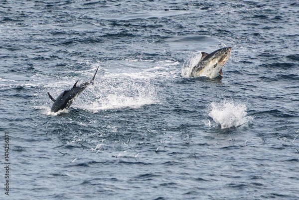Obraz Les thons en chassent