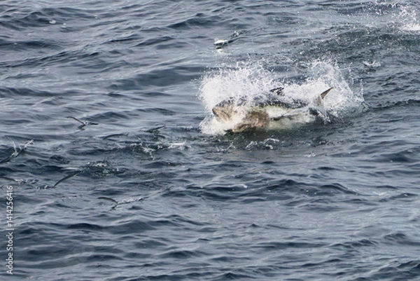 Obraz Le thon en chasse