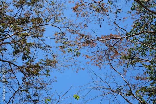 Fototapeta Tree branch with blue sky background