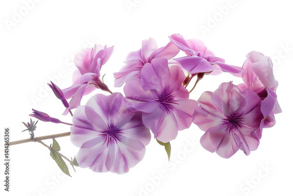 Fototapeta Soft pink and purple flowers blossom with elegance, their petals showcasing intricate patterns isolated on transparent background