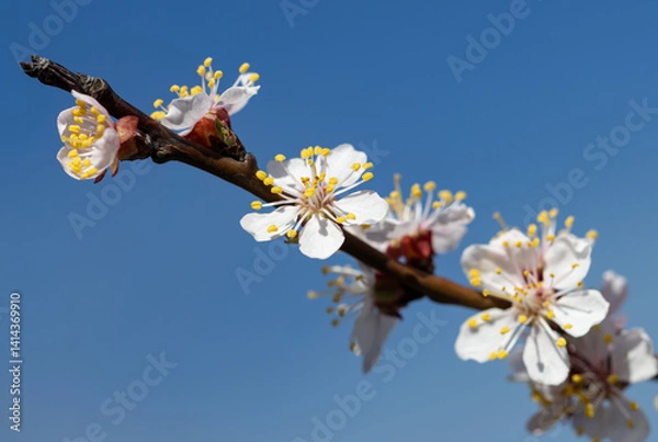 Obraz A branch with white flowers and yellow centers