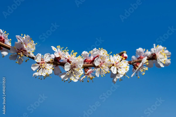Obraz A branch with many white flowers on it