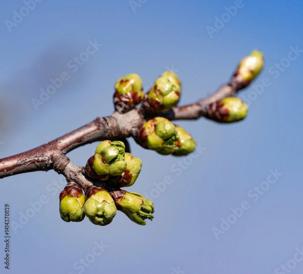 Obraz A branch with green buds on it