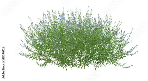 Fototapeta 3d render of Salvia subgenus Perovskia, a flowering plant , isolated over transparent background, PNG cut-out