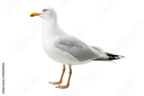 Fototapeta A bold seagull stands out against a bright, minimalist backdrop highlighting its beauty isolated on transparent background