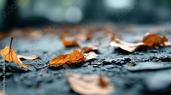 Fototapeta Fallen leaves on asphalt - a close-up of dry leaves lying on the road. 