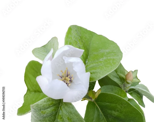 Obraz spring flowers bloom