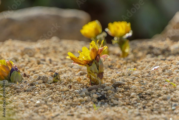 Obraz フクジュソウの開花と春の訪れ