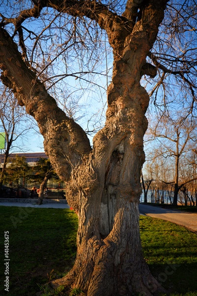 Obraz Old tree