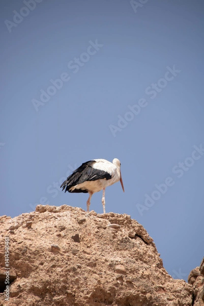 Obraz El Badi Palace at Marrakech