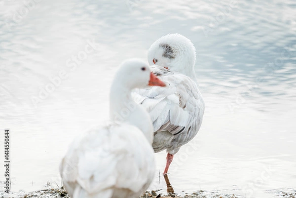 Fototapeta Goose geese water bird at shore pretty and light white 