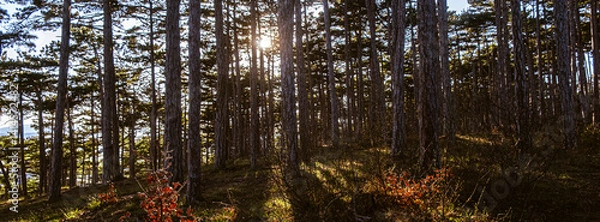 Fototapeta sun rays in the forest