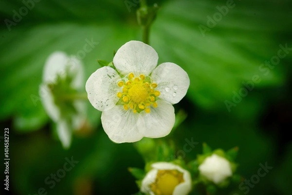 Fototapeta Fragaria vesca close-up shot of a single strawberry flower in bloom, surrounded by buds and foliage