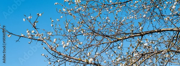 Fototapeta blooming  tree in  spring time