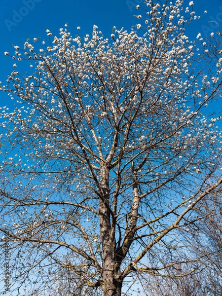 Fototapeta blooming  tree in  spring time