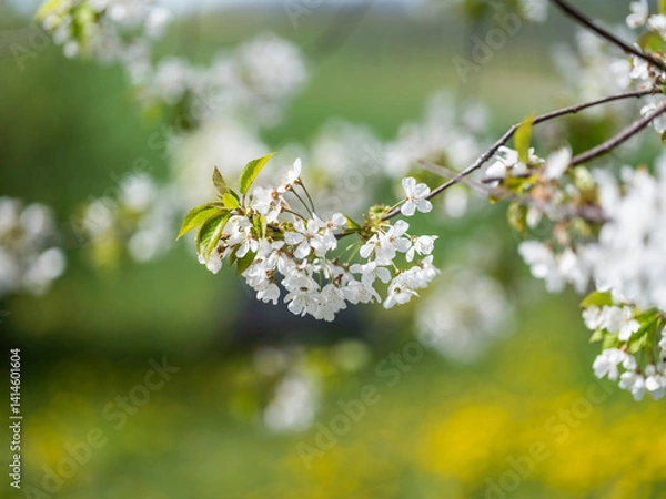 Fototapeta blomning tree in the spring time