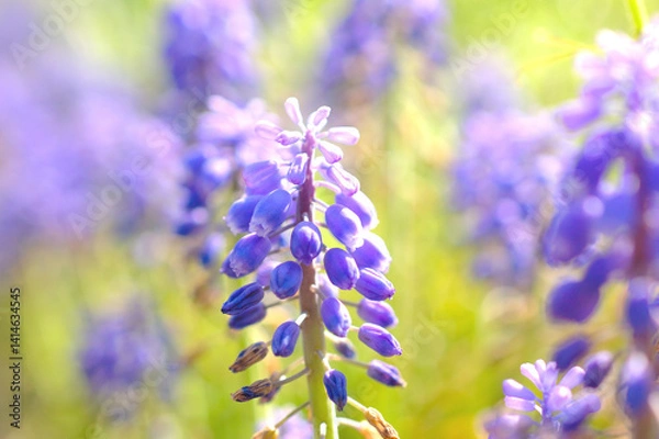 Obraz ムスカリの花