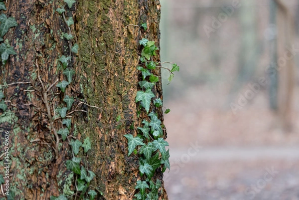 Obraz Ivy plant wrapping on a tree bark. Growing creeper plant in a forest in Germany. Close-up of the green leaves in the nature.