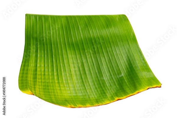 Fototapeta Tropical banana leaf isolated on white background