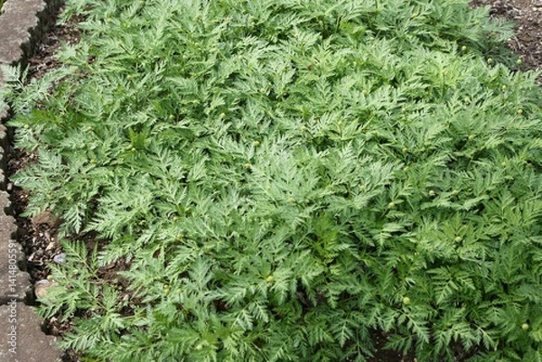 Obraz 薬用植物園で栽培されているフクジュソウ