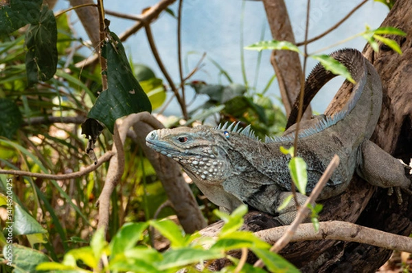 Obraz A Blue Iguana Coming Down from a Tree