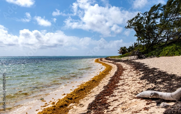 Obraz A Wild Beach in the Caribbean With Swaying Palm Trees and Colorful Seaweed on the Shore