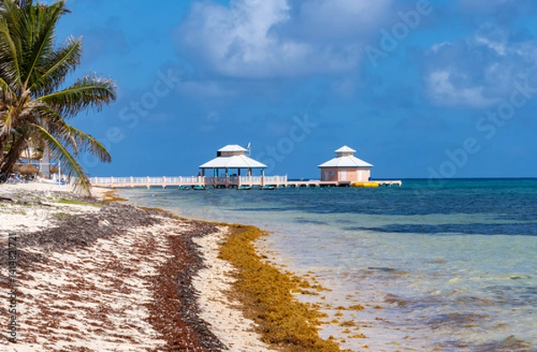 Obraz A Resort Beach in the Caribbean With Swaying Palm Trees and Colorful Seaweed on the Shore