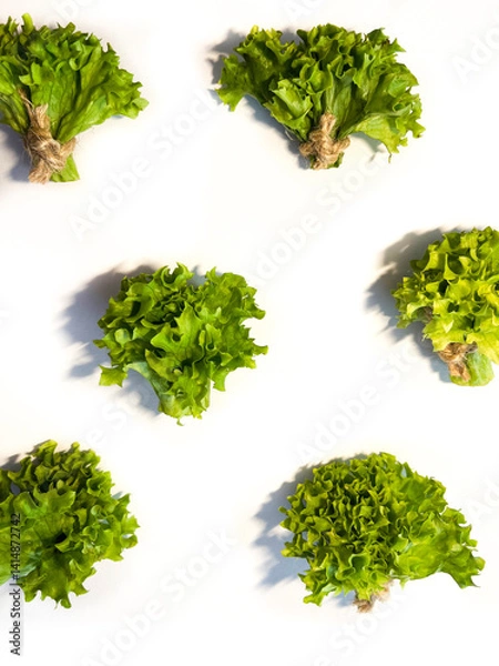 Obraz Leaf lettuce or better known as selada keriting is a type of lettuce whose leaf tips are wavy and light green in color. On white background