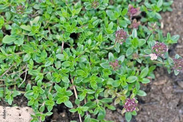 Obraz Thymus serpyllum, known as Breckland thyme