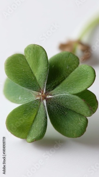 Fototapeta A rare four-leaf clover lies against a soft white background, its delicate veins highlighted in a close-up shot. A symbol of luck and fortune