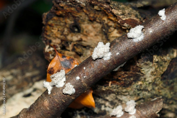 Fototapeta お行儀よく朽ち枝に並んで成長するスエヒロタケ茸幼菌（自然環境下ストロボ＋マクロ接写）