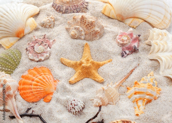 Fototapeta Unique and beautiful seashells, corals, and a starfish arranged on sand.