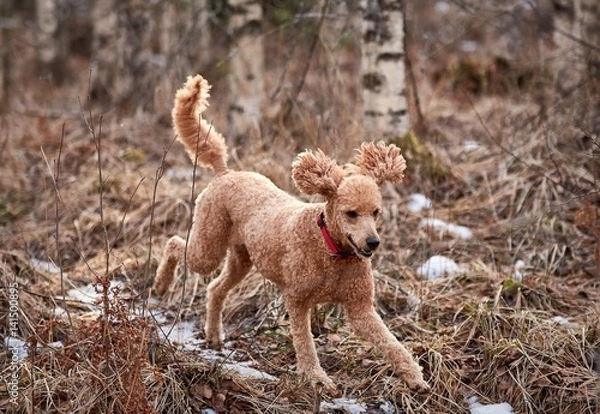 Obraz Standard poodle running on icy forest path in springtime